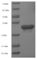 Recombinant Human Guanosine-3',5'-bis (diphosphate) 3'-pyrophosphohydrolase MESH1 (HDDC3) – Figure 1 of 1