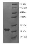 Recombinant Human Beta-defensin 124 (DEFB124) – Figure 1 of 1