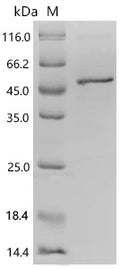Recombinant Mouse Protein Wnt-9a (Wnt9a) – Figure 1 of 1