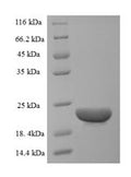 Recombinant Bovine C-C motif chemokine 20 (CCL20) – Figure 1 of 1