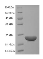 Recombinant Bovine C-C motif chemokine 20 (CCL20) – Figure 1 of 1