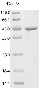 (Tris-Glycine gel) Discontinuous SDS-PAGE (reduced) with 5% enrichment gel and 15% separation gel.
