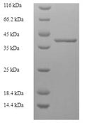Recombinant Human Transcription elongation factor A N-terminal and central domain-containing protein 2 (TCEANC2) – Figure 1 o