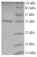 Recombinant Human V-set and transmembrane domain-containing protein 2-like protein (VSTM2L) – Figure 1 of 1