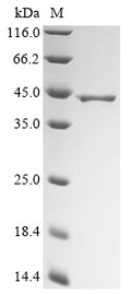 (Tris-Glycine gel) Discontinuous SDS-PAGE (reduced) with 5% enrichment gel and 15% separation gel.