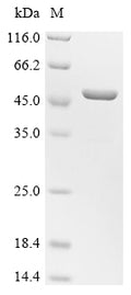 (Tris-Glycine gel) Discontinuous SDS-PAGE (reduced) with 5% enrichment gel and 15% separation gel.