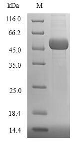 Recombinant Human Ubiquitin-conjugating enzyme E2 Q2 (UBE2Q2) – Figure 1 of 1