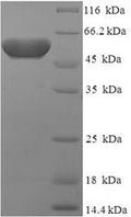 Recombinant Human Protein atonal homolog 1 (ATOH1) – Figure 1 of 1