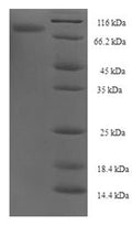 Recombinant Human Protein FAM55C (FAM55C) – Figure 1 of 1