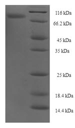 Recombinant Human Protein FAM55C (FAM55C) – Figure 1 of 1