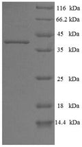Recombinant Human Pleckstrin homology domain-containing family B member 2 (PLEKHB2) – Figure 1 of 1