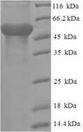Recombinant Human THAP domain-containing protein 11 (THAP11), partial – Figure 1 of 1