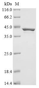 (Tris-Glycine gel) Discontinuous SDS-PAGE (reduced) with 5% enrichment gel and 15% separation gel.