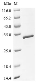 (Tris-Glycine gel) Discontinuous SDS-PAGE (reduced) with 5% enrichment gel and 15% separation gel.