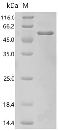 Recombinant Drosophila melanogaster F-box-like/WD repeat-containing protein ebi (ebi), partial – Figure 1 of 1