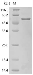 Recombinant Drosophila melanogaster F-box-like/WD repeat-containing protein ebi (ebi), partial – Figure 1 of 1