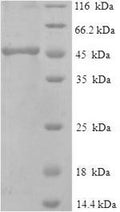 Recombinant Macaca fascicularis IgG receptor FcRn large subunit p51 (FCGRT), partial – Figure 1 of 1