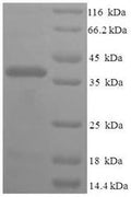 Recombinant Human Fin bud initiation factor homolog (FIBIN) – Figure 1 of 1