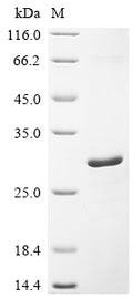 (Tris-Glycine gel) Discontinuous SDS-PAGE (reduced) with 5% enrichment gel and 15% separation gel.