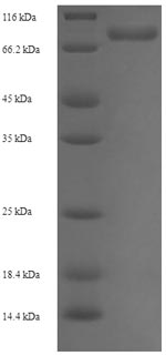 Recombinant Human Peptidyl-prolyl cis-trans isomerase-like 4 (PPIL4) – Figure 1 of 1