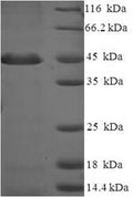 Recombinant Human Proteasome inhibitor PI31 subunit (PSMF1) – Figure 1 of 1