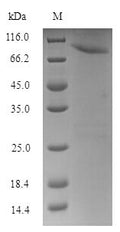 Recombinant Human HSPB1-associated protein 1 (HSPBAP1) – Figure 1 of 1