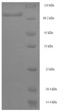Recombinant Human DDB1- and CUL4-associated factor 4 (DCAF4) – Figure 1 of 1