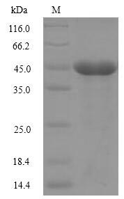 (Tris-Glycine gel) Discontinuous SDS-PAGE (reduced) with 5% enrichment gel and 15% separation gel.