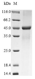 (Tris-Glycine gel) Discontinuous SDS-PAGE (reduced) with 5% enrichment gel and 15% separation gel.