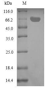 Recombinant Aeromonas salmonicida ADP-ribosyltransferase toxin AexT (aexT) – Figure 1 of 1