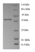 Recombinant Arabidopsis thaliana Nuclear transcription factor Y subunit A-3 (NFYA3) – Figure 1 of 1