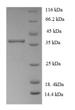Recombinant Arabidopsis thaliana Nuclear transcription factor Y subunit A-3 (NFYA3) – Figure 1 of 1