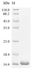 (Tris-Glycine gel) Discontinuous SDS-PAGE (reduced) with 5% enrichment gel and 15% separation gel.