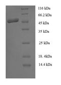 Recombinant Staphylococcus aureus Staphopain B (sspB) – Figure 1 of 1