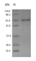 Recombinant Mouse Serine protease 29 (Prss29) – Figure 1 of 1