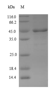 Recombinant Mouse Serine protease 29 (Prss29) – Figure 1 of 1