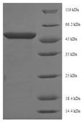 Recombinant Mouse Phosphoserine aminotransferase (Psat1) – Figure 1 of 1