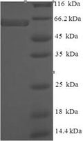 Recombinant Human Protein ERGIC-53-like (LMAN1L) – Figure 1 of 1