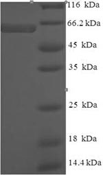 Recombinant Human Protein ERGIC-53-like (LMAN1L) – Figure 1 of 1