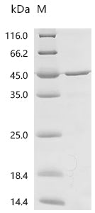 (Tris-Glycine gel) Discontinuous SDS-PAGE (reduced) with 5% enrichment gel and 15% separation gel.