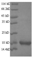 Recombinant Mouse Group XIIA secretory phospholipase A2 (Pla2g12a) – Figure 1 of 1