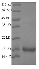 Recombinant Mouse Group XIIA secretory phospholipase A2 (Pla2g12a) – Figure 1 of 1