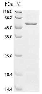 (Tris-Glycine gel) Discontinuous SDS-PAGE (reduced) with 5% enrichment gel and 15% separation gel.