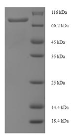 Recombinant Human 1-phosphatidylinositol 4,5-bisphosphate phosphodiesterase delta-4 (PLCD4) – Figure 1 of 1