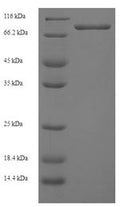 Recombinant Human Ganglioside-induced differentiation-associated protein 2 (GDAP2) – Figure 1 of 1