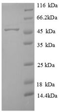 Recombinant Arabidopsis thaliana Probable sarcosine oxidase – Figure 1 of 1