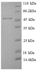 Recombinant Arabidopsis thaliana Probable sarcosine oxidase – Figure 1 of 1