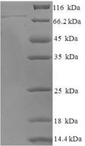 Recombinant Human DNA-directed RNA polymerase III subunit RPC3 (POLR3C) – Figure 1 of 1