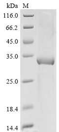(Tris-Glycine gel) Discontinuous SDS-PAGE (reduced) with 5% enrichment gel and 15% separation gel.
