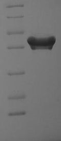 Recombinant Human MOB kinase activator 1A (MOB1A) – Figure 1 of 1